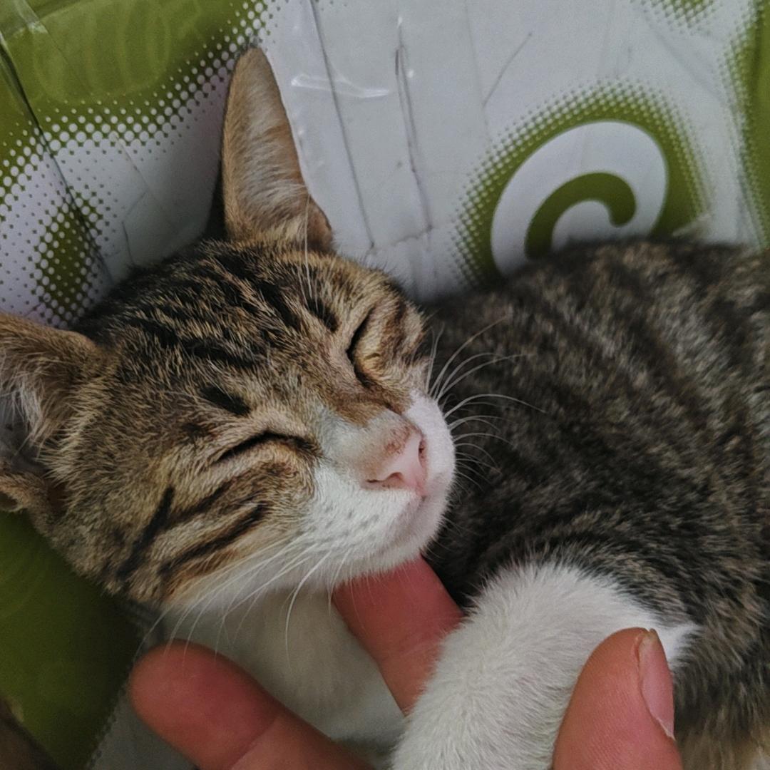 凯旋库存布料