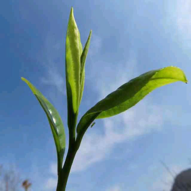 紫煊
