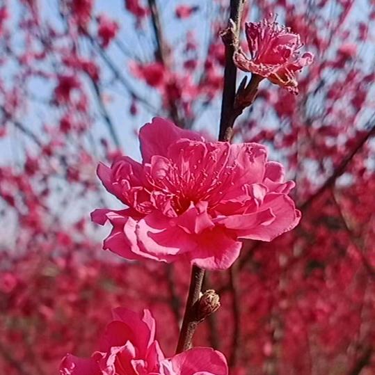 春暖花开