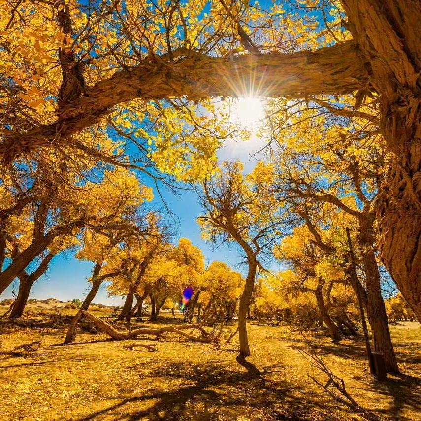 - ̗̀G334国道道长🏕️