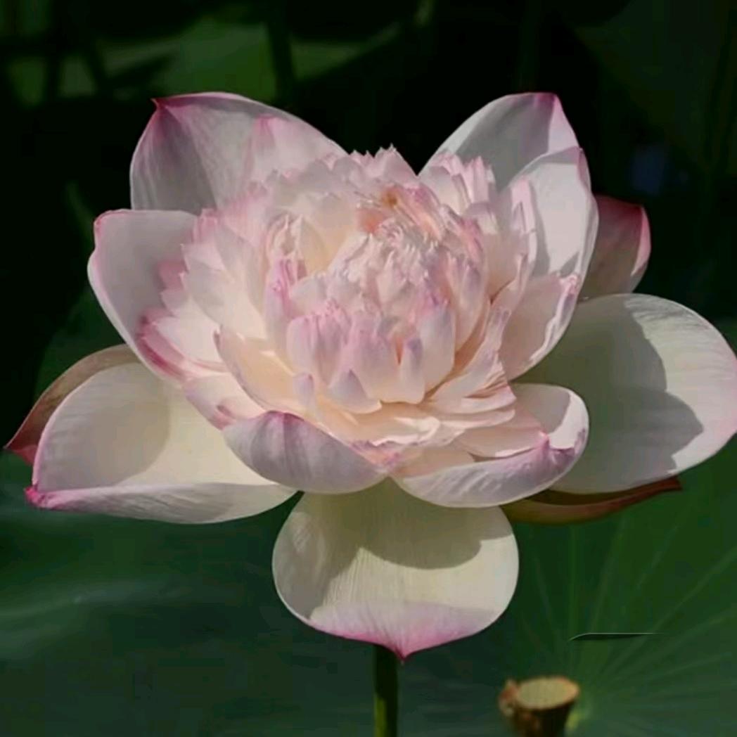 半夏荷塘～鲜切花及其种苗大量出售