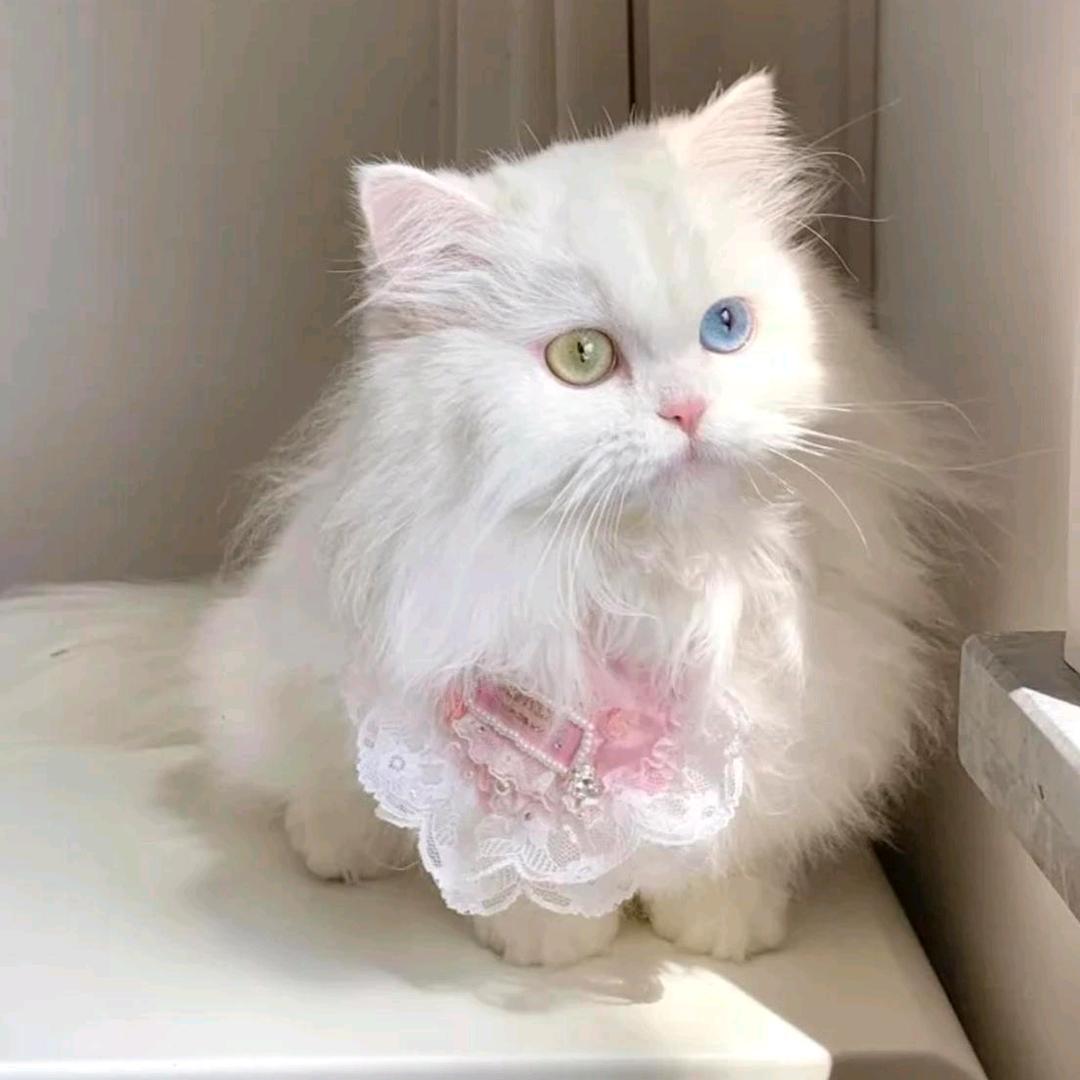 可可爱爱小布丁