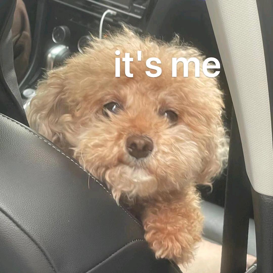 小艾同学养猫狗