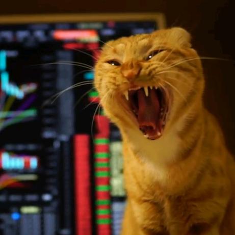 哈欠猫到处耍