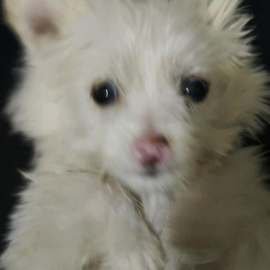 阿俊.