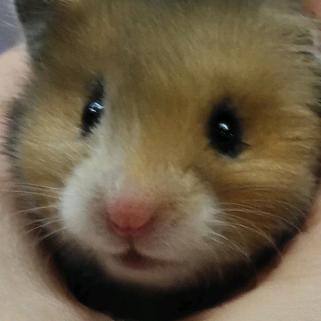 异族小宠To图文号