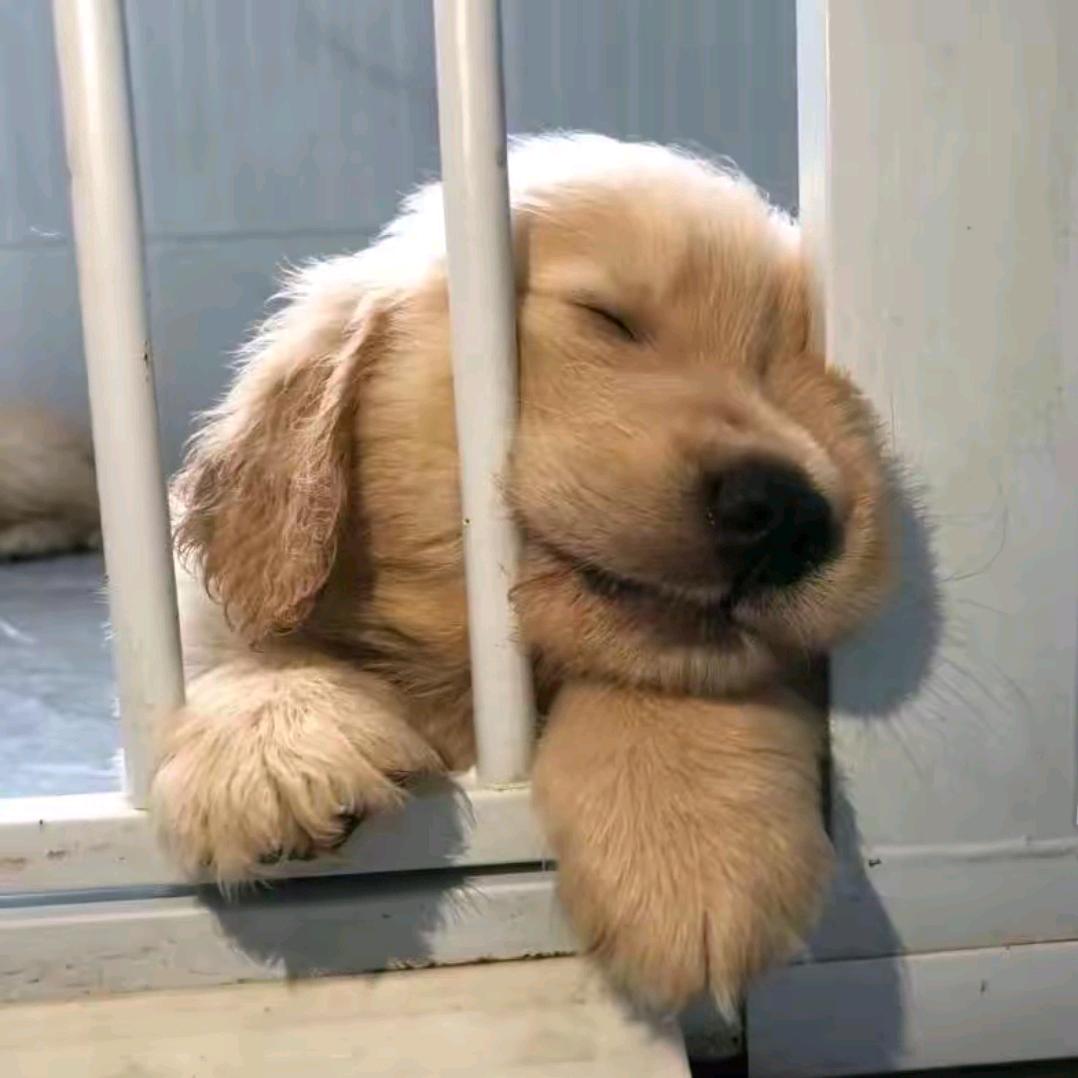 加木措的助理