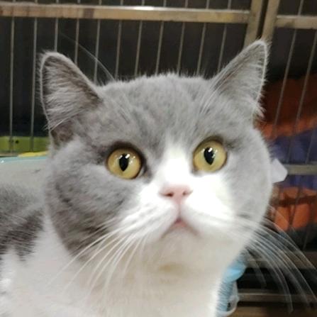 黄困困的猫砂