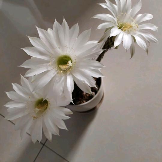 点水