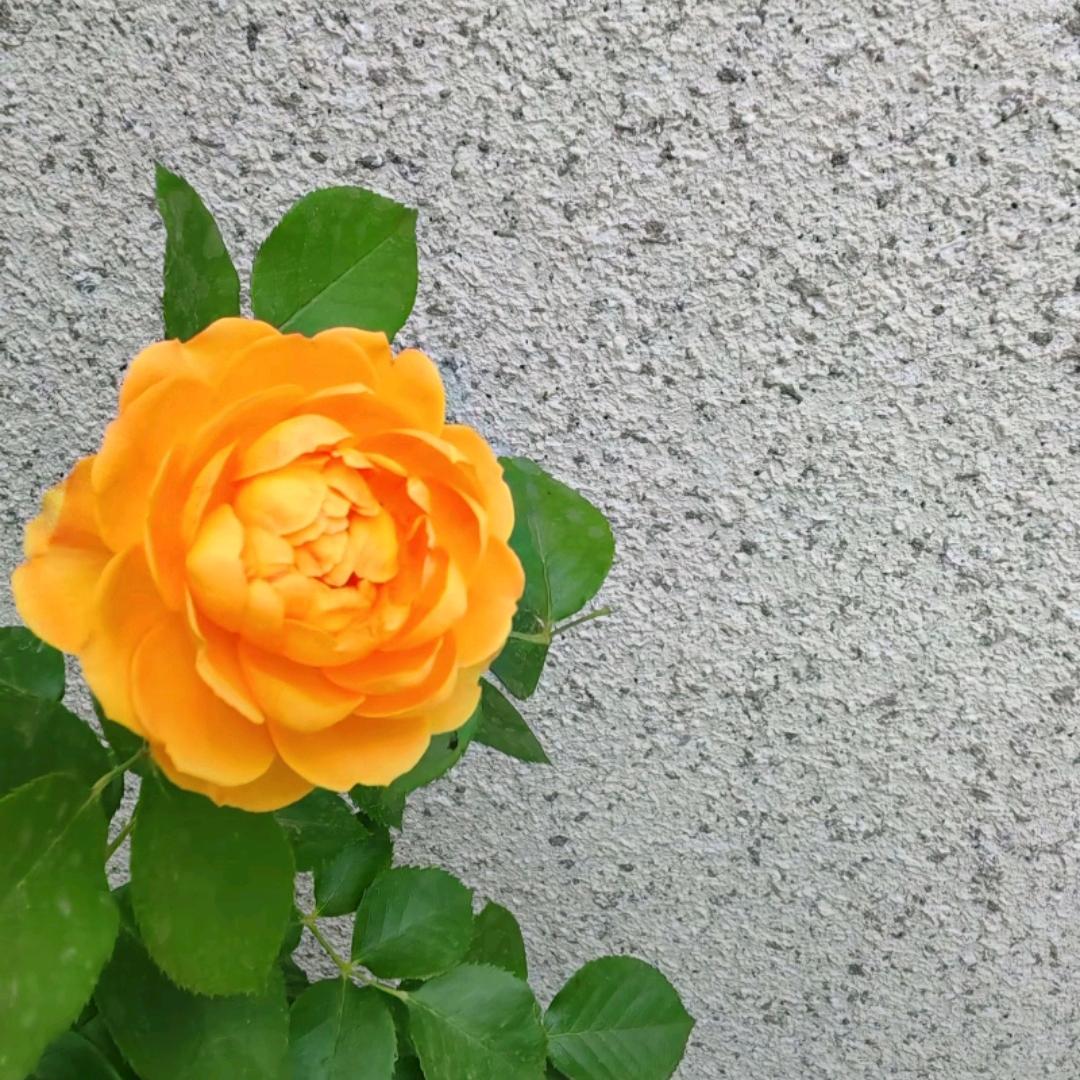 咩咩♥