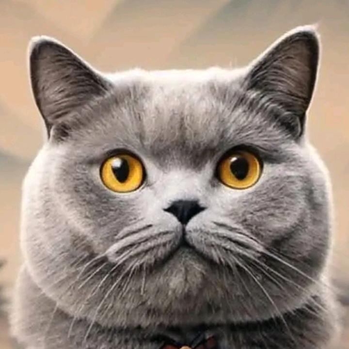 Id🍎数码🦀（dai）