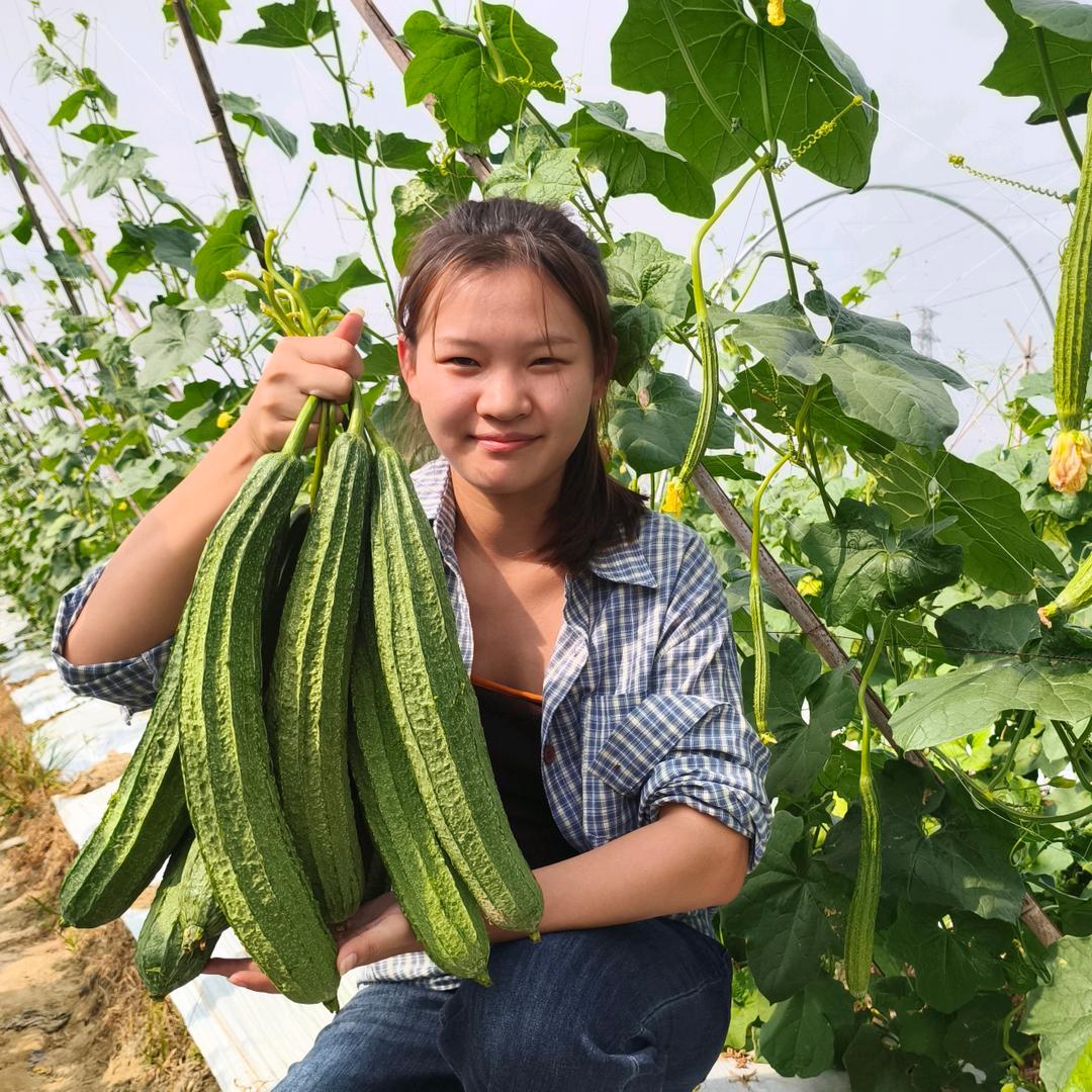 农业种植丝瓜妹