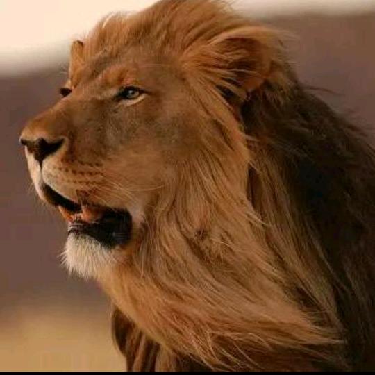 ✨✨九州吉祥✨✨