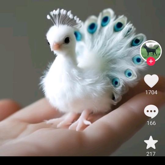 丽美