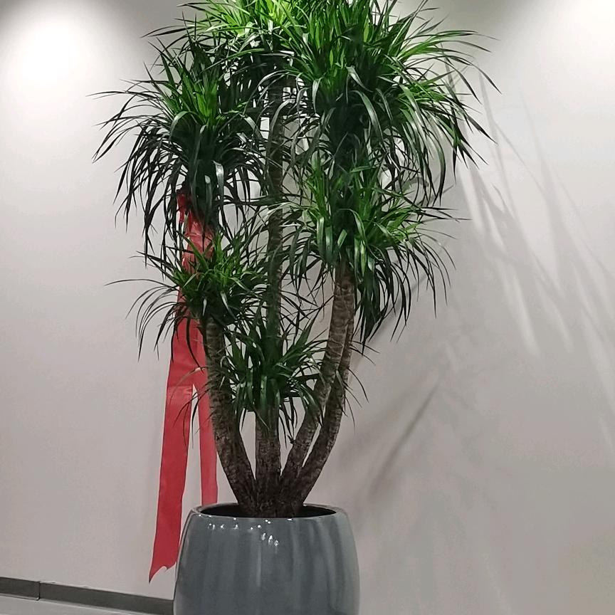 小菲的店