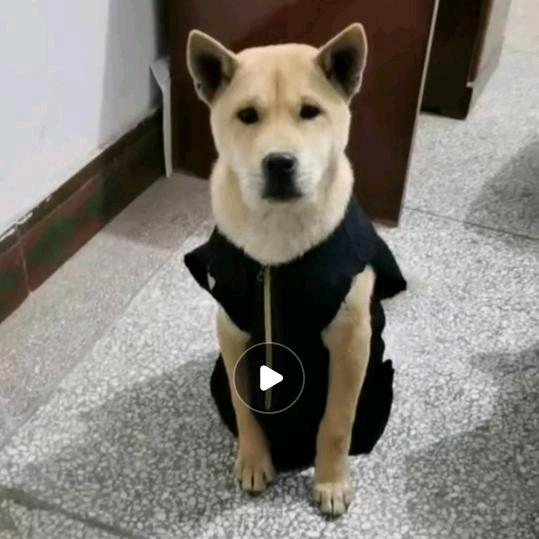 中华田园犬巴土
