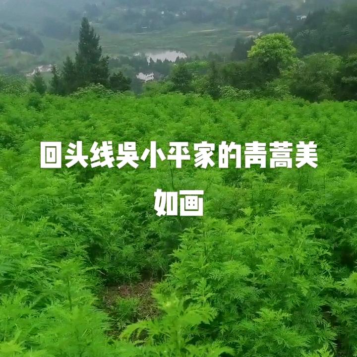 何茂春