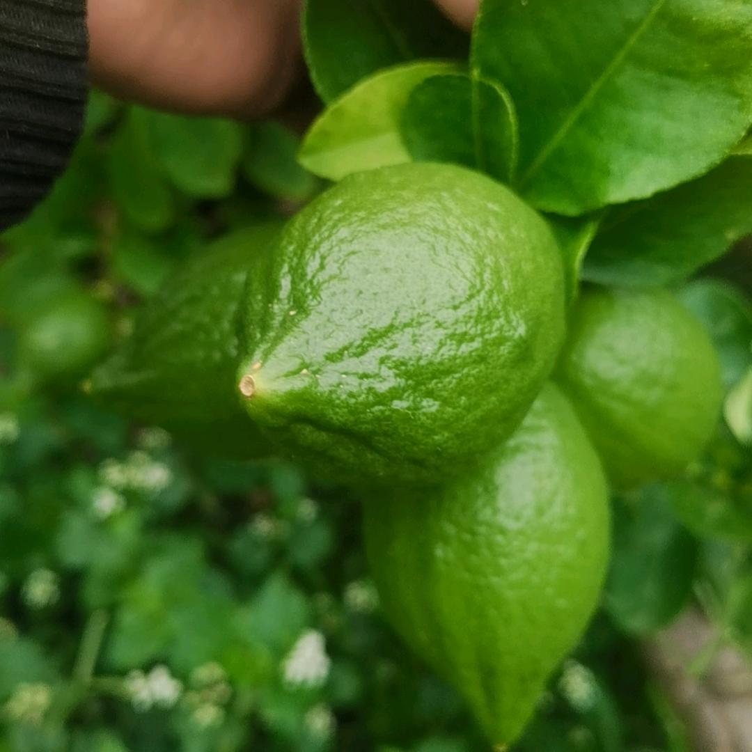 岑溪…K哥你好👬️（976）