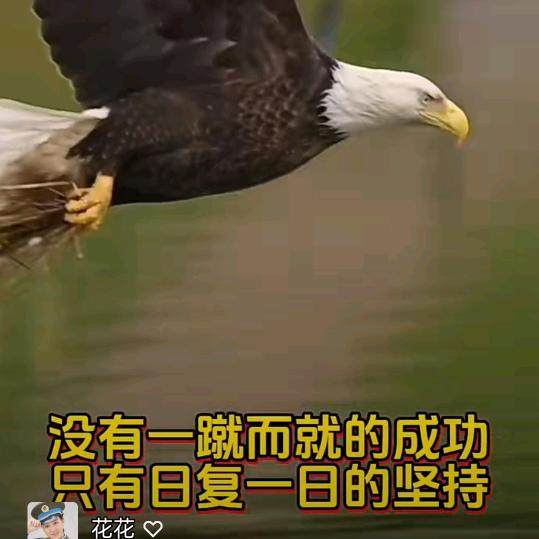 孤鹰的夜