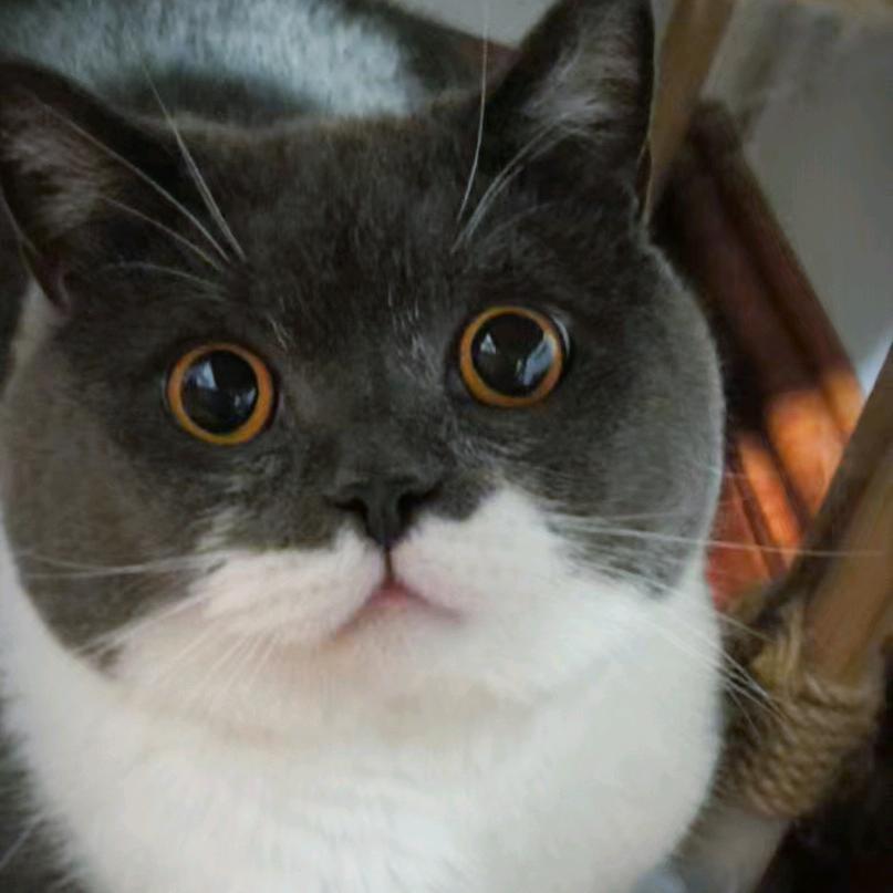 小猫叫煤球