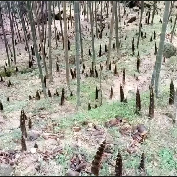 家乡的草原开满花
