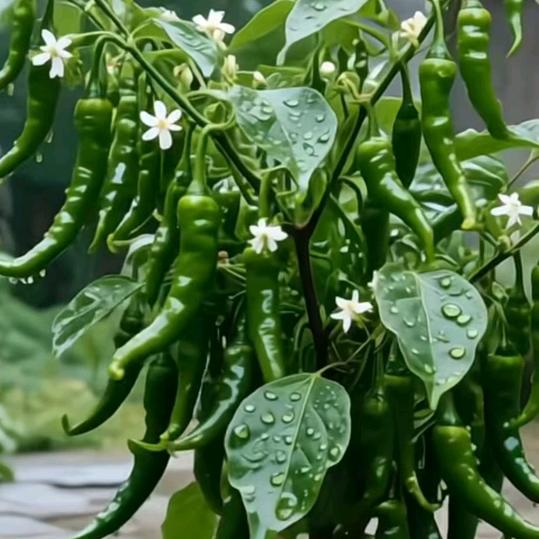 🐍宁愿单身🍒绝不将就🍒拒绝私聊