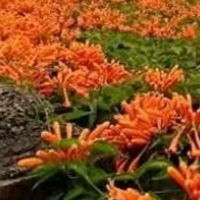 任我飞🍊🎧ᵀᴶ˙ˣᵀ