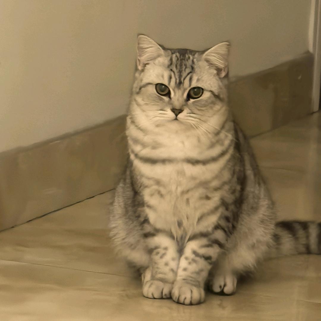 孤独小猫