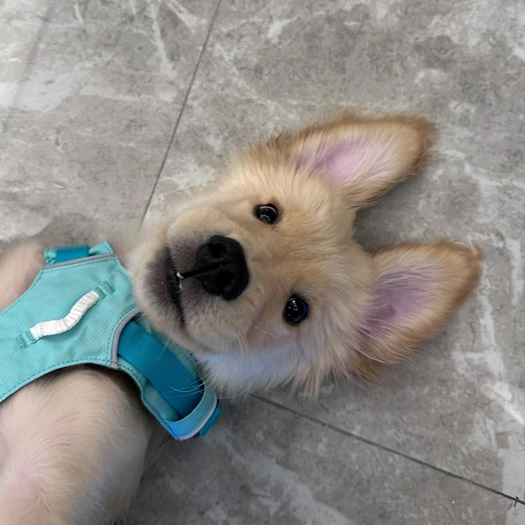 番番不爱吃饭🍚