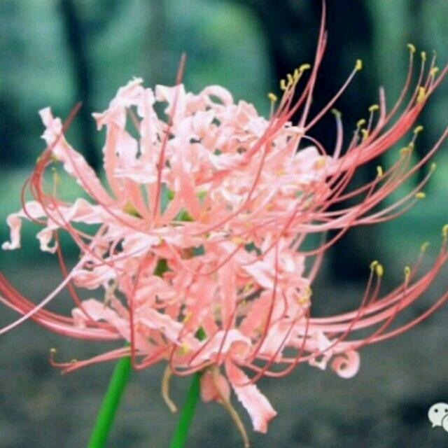 彼岸 花