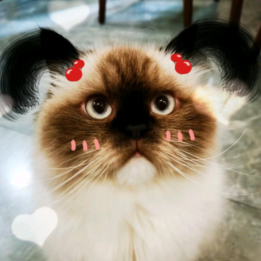 爱养猫的峰