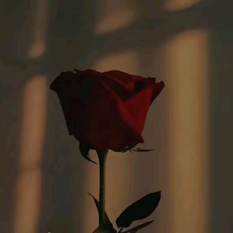 班玛🌴.阿若.沃巴