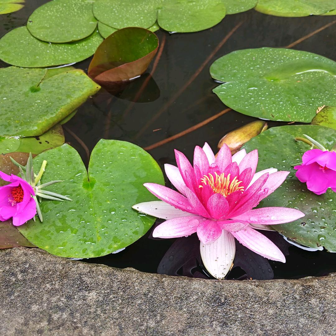 小孩纸