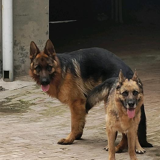 我只养德牧犬