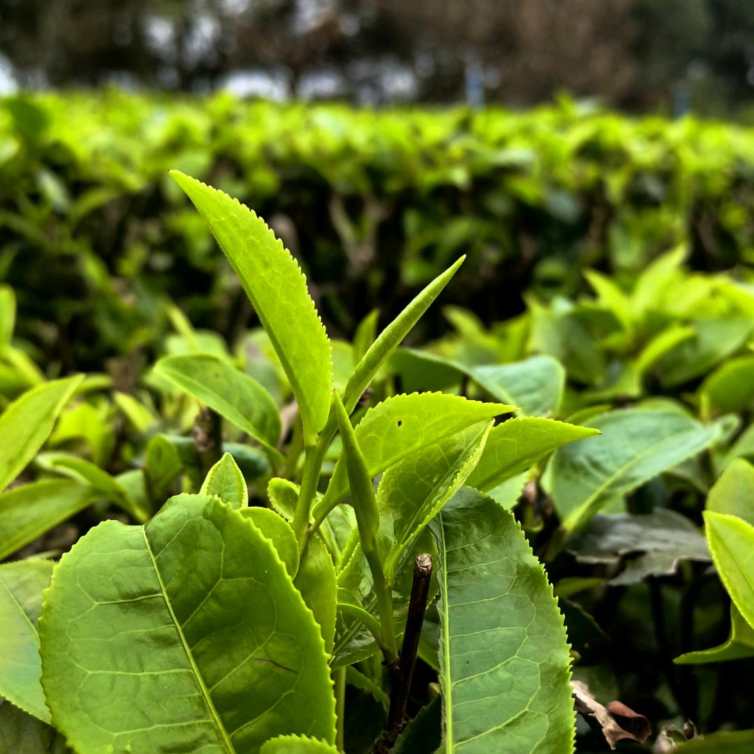 九号茶农