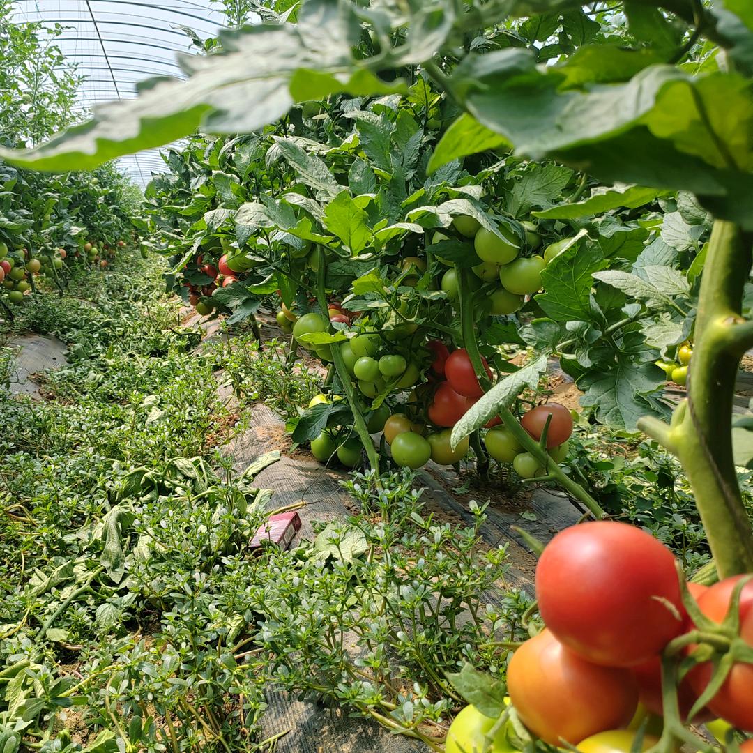 高碑店首衡-小磊西红柿F19东南角