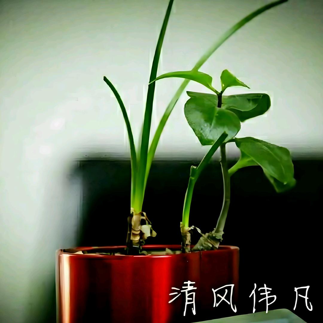 清风伟凡
