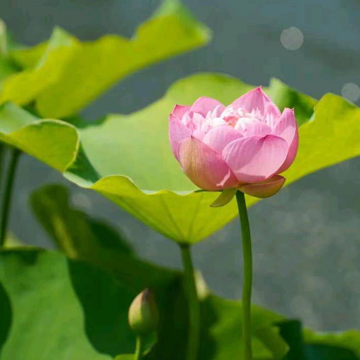 静心🌷