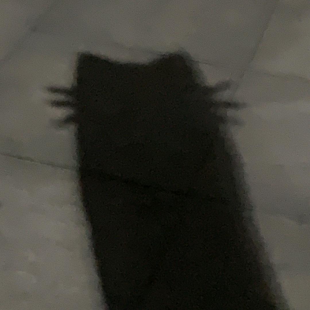蓓蓓大王