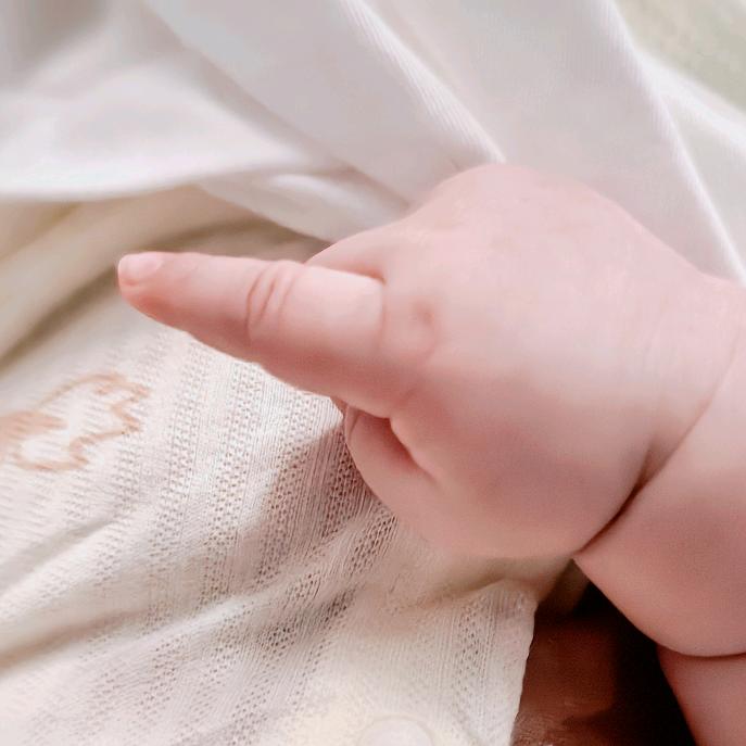 火红色的长毛狐狸