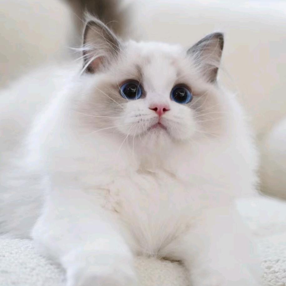 悦它上海苹趣信息技术有限公司宠物用品专卖店