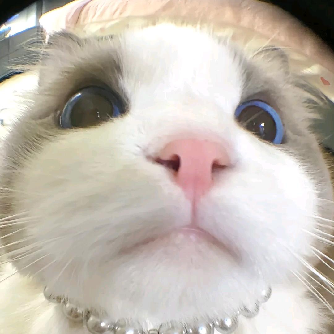 牛奶特仑苏