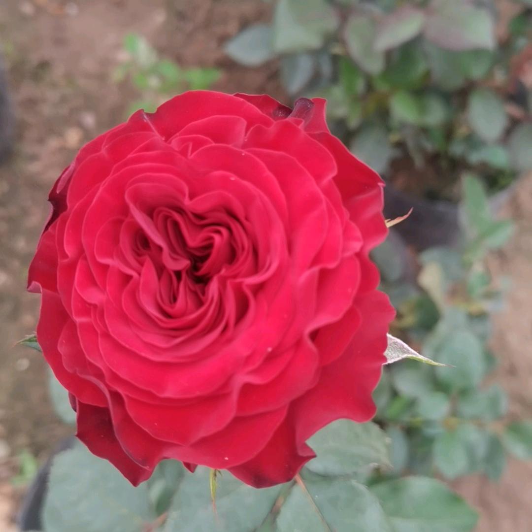 安阳花卉