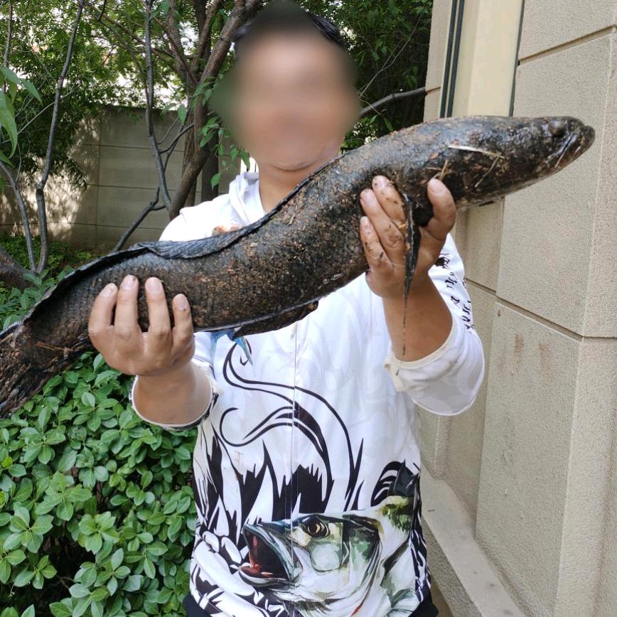 打黑办主任小橙