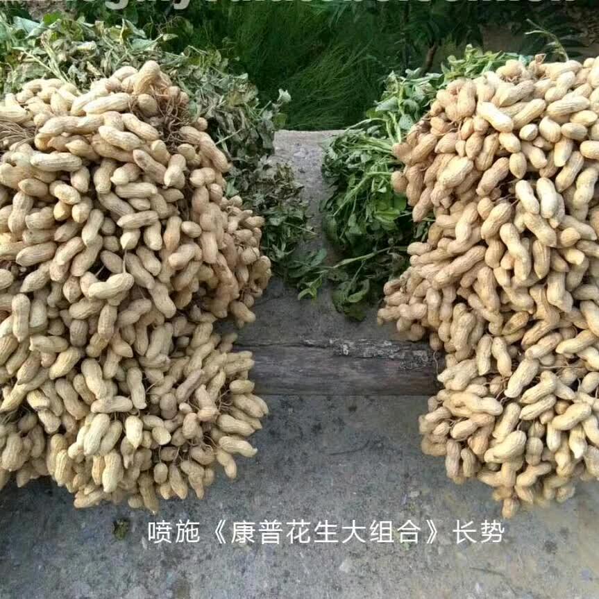 晨启（高丽农资）