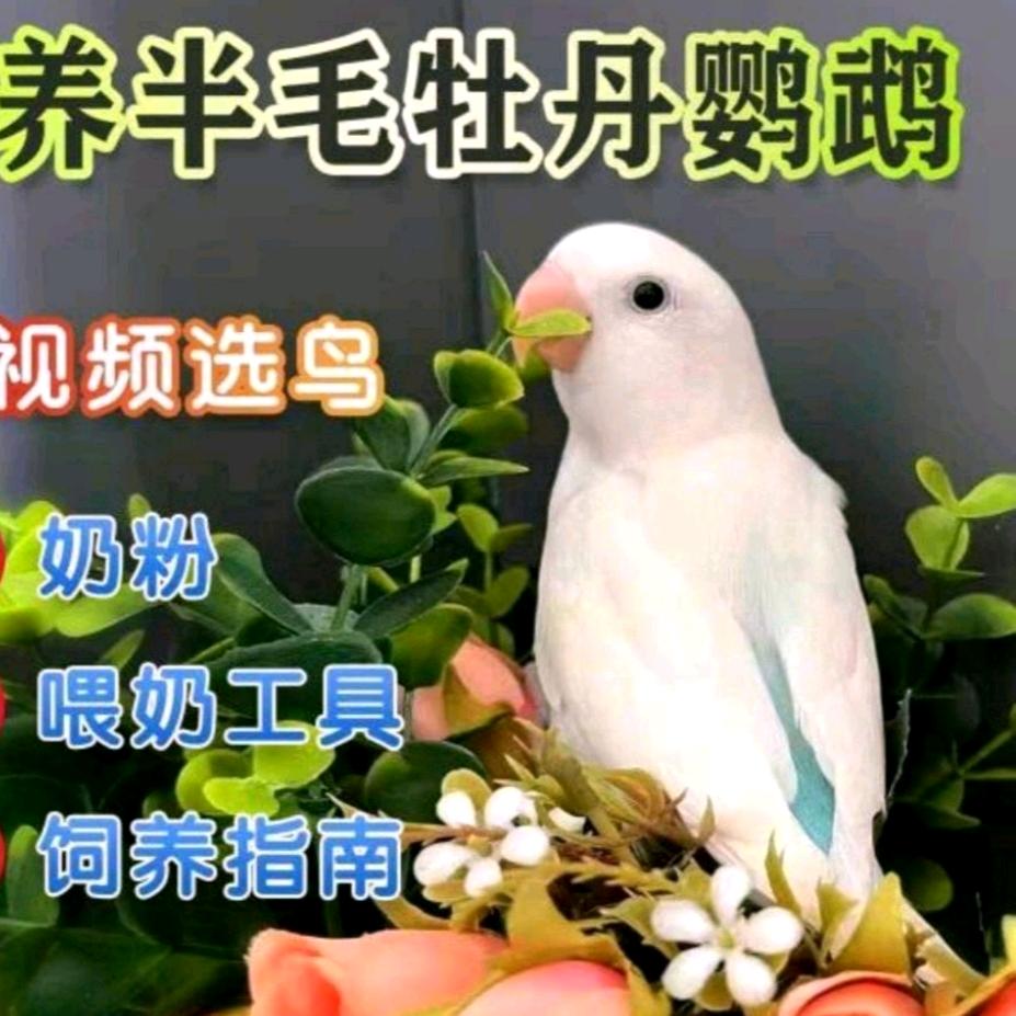 乐乐萌鹦
