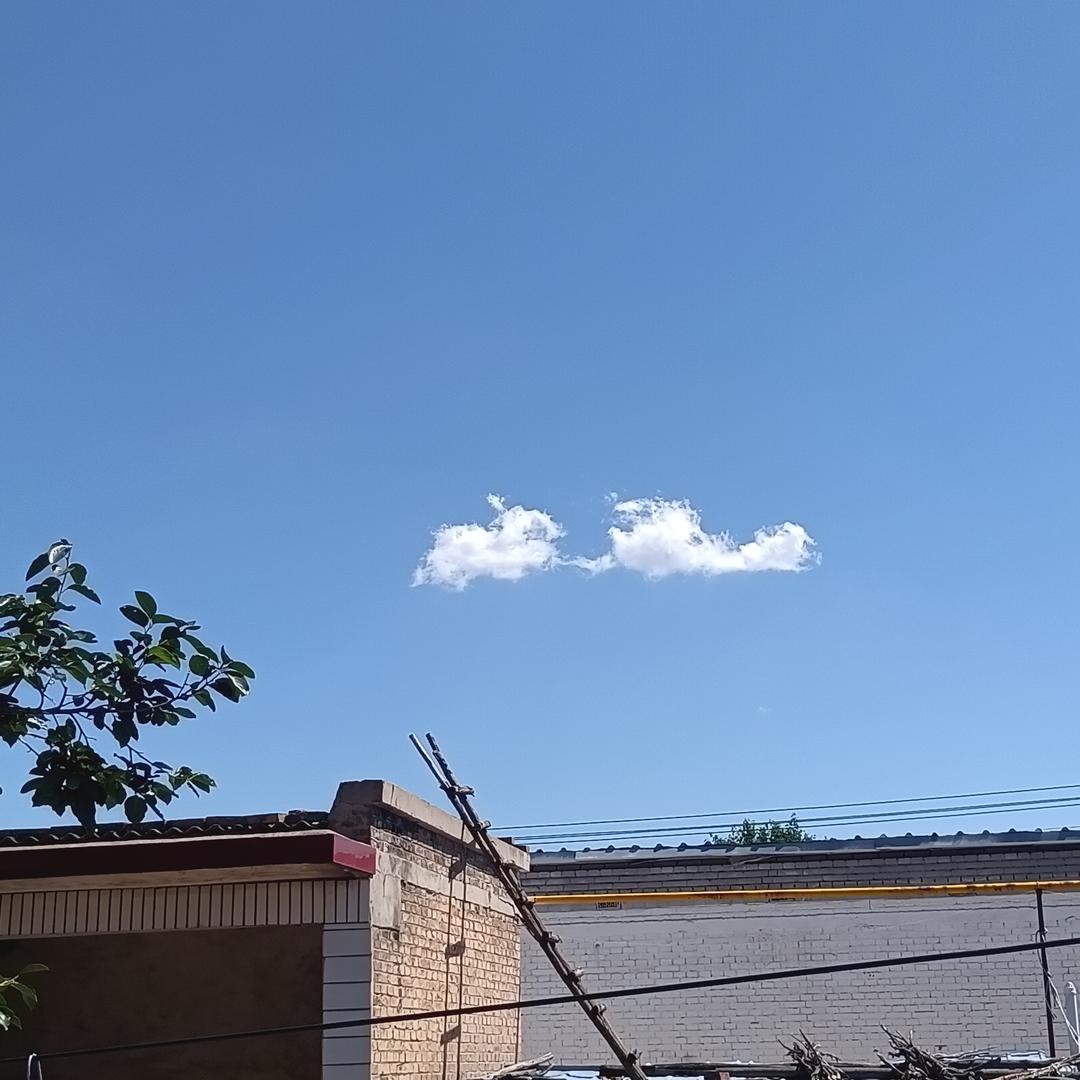 唯一纯白的花