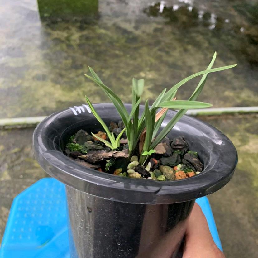 小方兰花