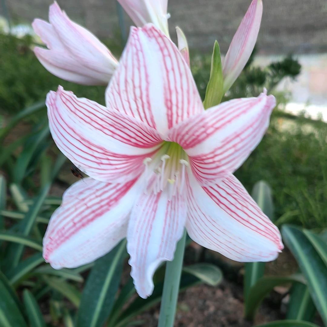 无名家的朱顶红