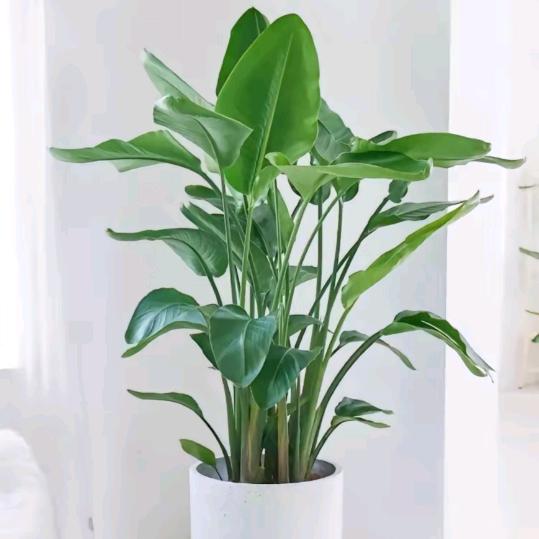 幸福绿植（源头基地直发）